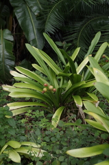 Clivia miniata miniata