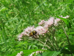 Bombus borealis image