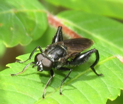 Chalcosyrphus chalybeus