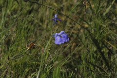 Salvia reptans