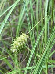 Carex bullata
