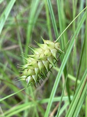 Carex bullata
