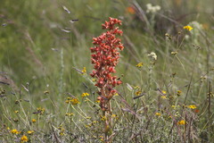 Echeveria paniculata