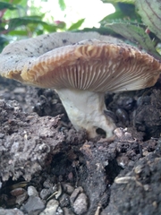 Russula redolens