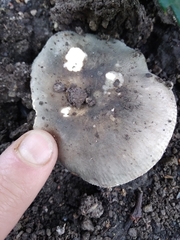 Russula redolens