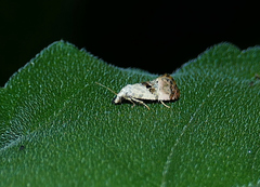 Cochylichroa arthuri