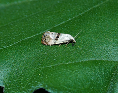Cochylichroa arthuri