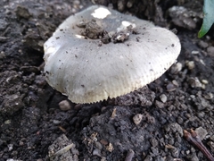 Russula redolens