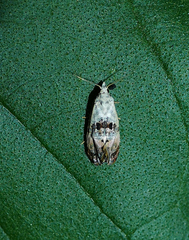 Cochylichroa arthuri