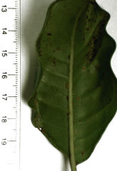 Tecomanthe speciosa