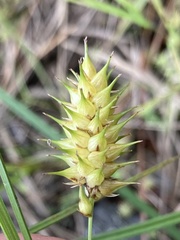 Carex bullata