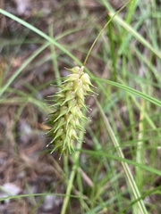 Carex bullata