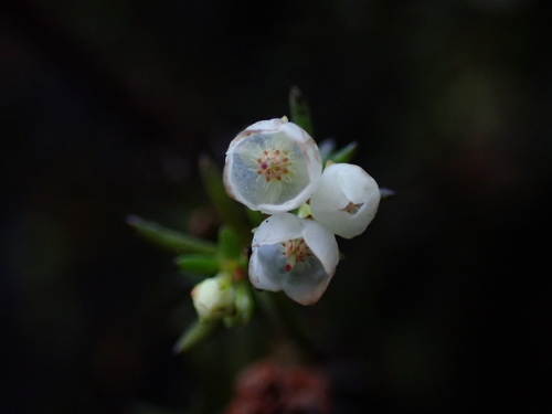 Image of Erica oliveranthus by (c) Ren Hoekstra, some rights reserved (CC BY)