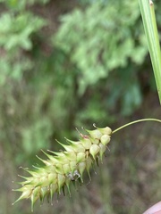 Carex bullata