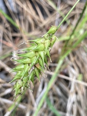 Carex bullata