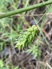 Carex bullata