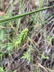 Carex bullata