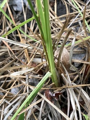 Carex bullata