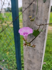 Ipomoea trifida