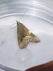 Schrankia taenialis