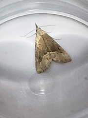 Schrankia taenialis