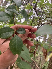 Vaccinium caesariense