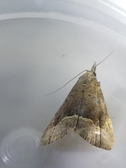Schrankia taenialis