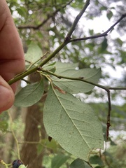 Vaccinium caesariense