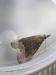 Schrankia taenialis