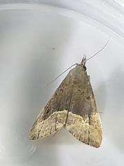 Schrankia taenialis