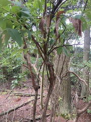 Vaccinium caesariense