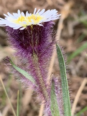Erigeron humilis