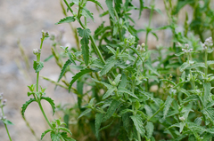 Nepeta nepetella