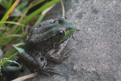 Lithobates clamitans