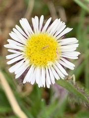 Erigeron humilis