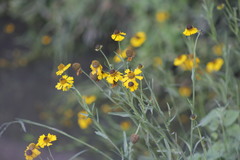 Helenium mexicanum