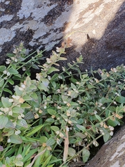 Scutellaria parvula