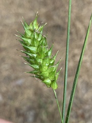 Carex bullata
