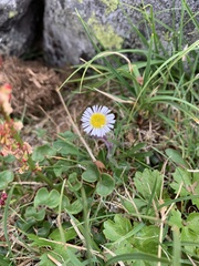 Erigeron humilis