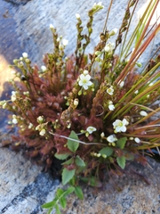Drosera intermedia