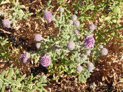 Pterocaulon sphacelatum