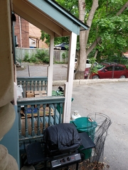 Sciurus carolinensis