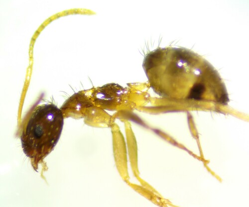 Tawny Crazy Ant photo 4