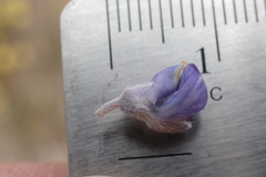 Lupinus caudatus caudatus