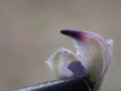 Lupinus caudatus caudatus