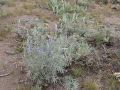 Lupinus caudatus caudatus