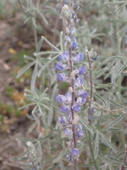 Lupinus caudatus caudatus