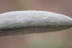 Lupinus caudatus caudatus