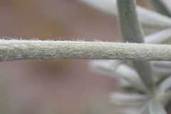 Lupinus caudatus caudatus