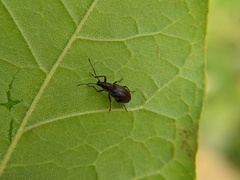Cyrtepistomus castaneus